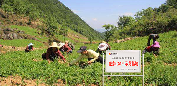 平顺GAP中药材标准化种植基地 平顺GAP中药材标准化种植基地