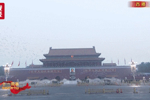 和平鸽 和平鸽