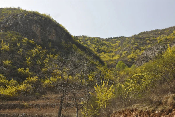 yl23455永利集团中药材公司连翘育苗基地