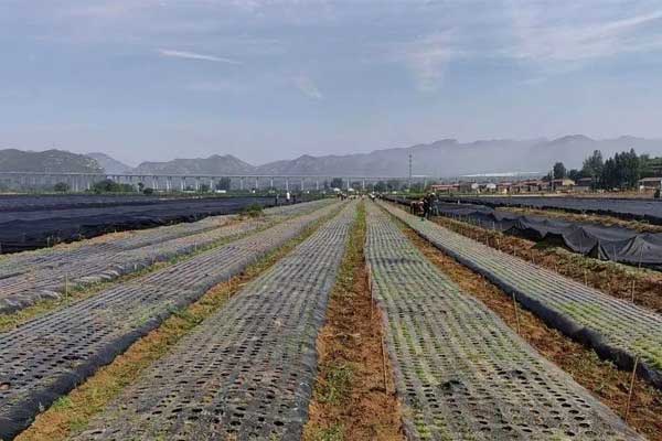 yl23455永利集团中药材规范化种植基地 yl23455永利集团中药材规范化种植基地