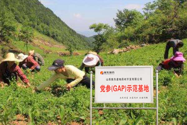 yl23455永利集团党参种植基地