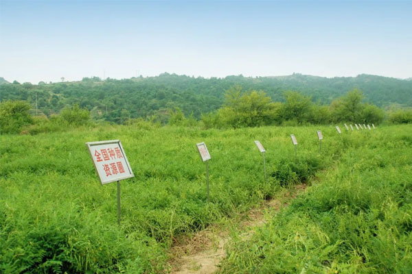 yl23455永利集团中药材种植(抚育) 基地 yl23455永利集团中药材种植(抚育) 基地