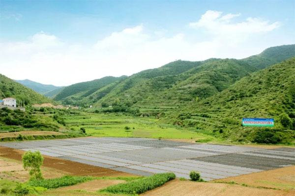 yl23455永利集团,中药材种植 yl23455永利集团,中药材种植