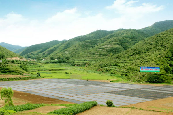 yl23455永利集团,yl23455永利集团中药材,中药材