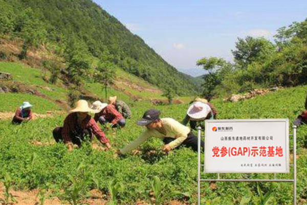 yl23455永利集团,yl23455永利集团中药材,中药材